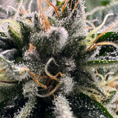 MiscxLAZ #26 C #1 47.15g growlog timeline photo