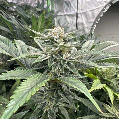 MiscxLAZ #26 C #1 47.15g growlog timeline photo