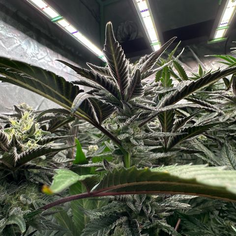 MiscxLAZ #22 C 42.33g growlog timeline photo