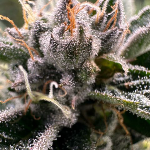 MiscxLAZ #26 C #1 47.15g growlog timeline photo