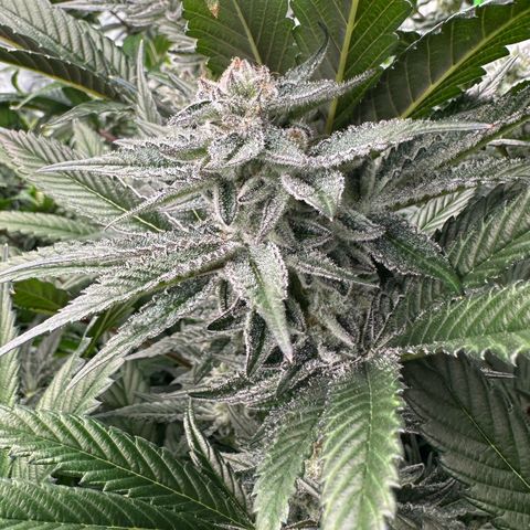 MiscxLAZ #29 C growlog timeline photo