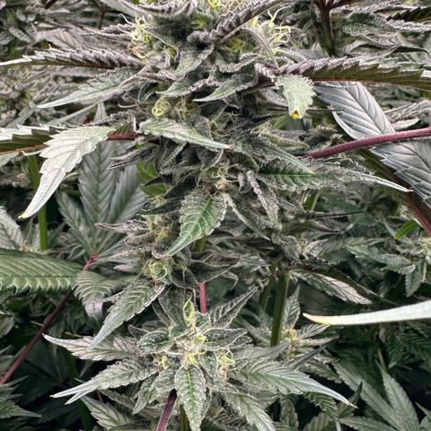 CxLAZ #03 C #1 58.58g growlog timeline photo