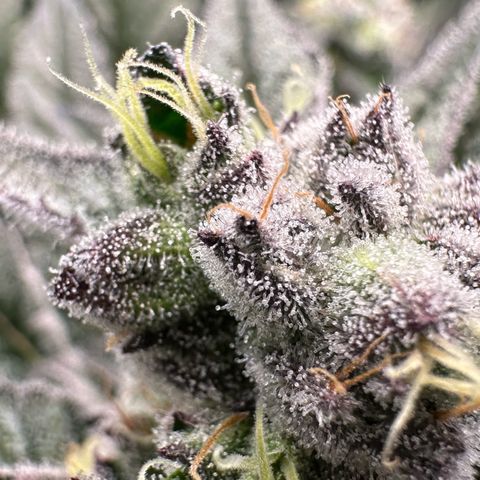 MiscxLAZ #22 C 42.33g growlog timeline photo