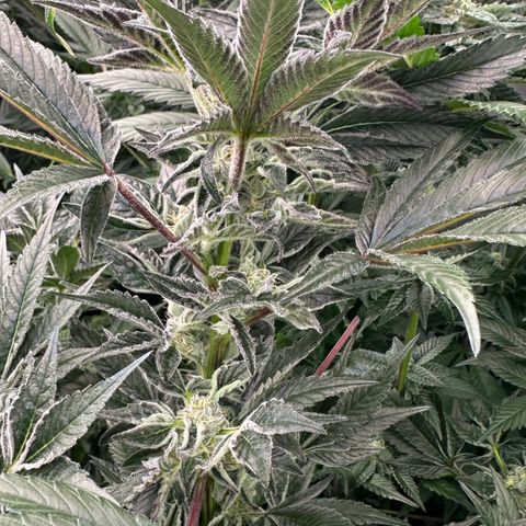 MiscxLAZ #37 C growlog timeline photo
