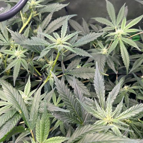 Fuel D.OG #1 Female 47.36g growlog timeline photo