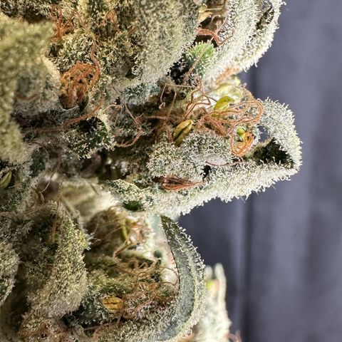 Misc x (LA Kush x Zkittles) #08 growlog photo: Moved to plastic bag
