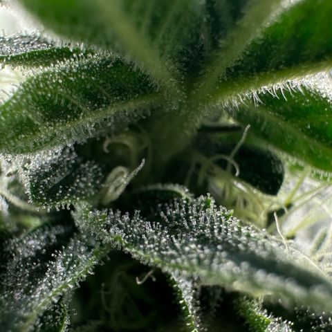 MiscxLAZ #26 C #1 47.15g growlog timeline photo