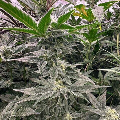CxLAZ #20 C1 25g growlog timeline photo