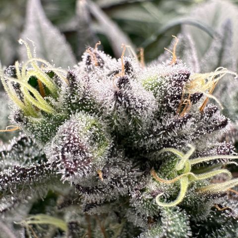 MiscxLAZ #22 C 42.33g growlog timeline photo