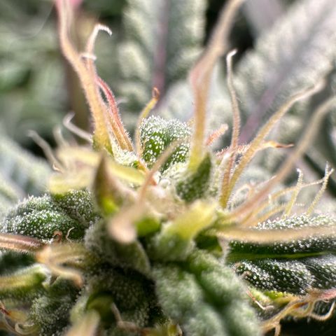 Fuel D.OG #2 Female 49.44g M growlog timeline photo