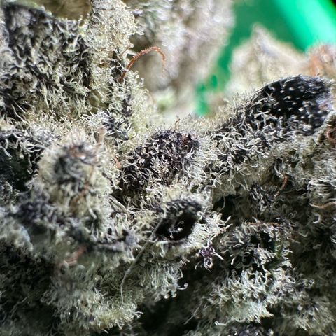 Misc x (LA Kush x Zkittles) #29 25.69g growlog timeline photo