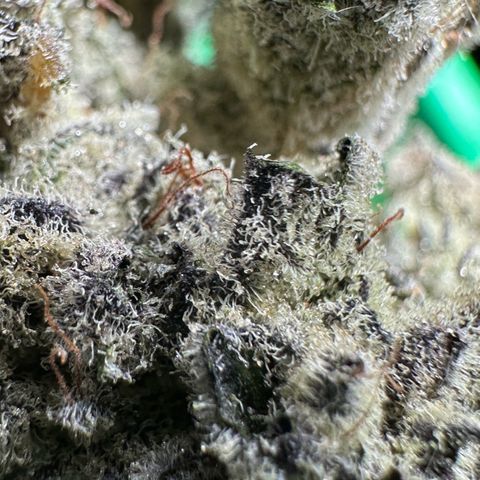 Misc x (LA Kush x Zkittles) #29 25.69g growlog timeline photo