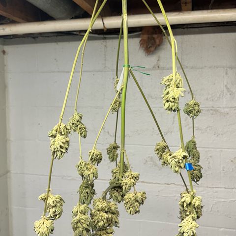 Misc x (LA Kush x Zkittles) #08 growlog photo: Moved to plastic bag