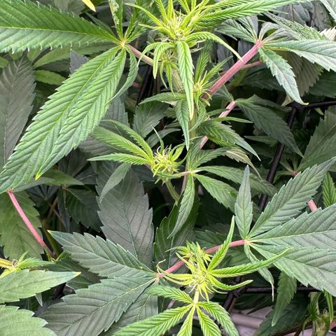 MiscxLAZ #26 C #1 47.15g growlog timeline photo