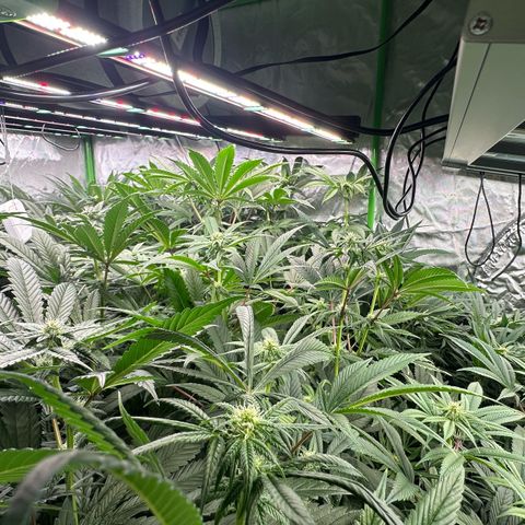 Fuel D.OG #1 Female 47.36g growlog timeline photo