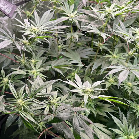 CxLAZ #03 C #1 58.58g growlog timeline photo