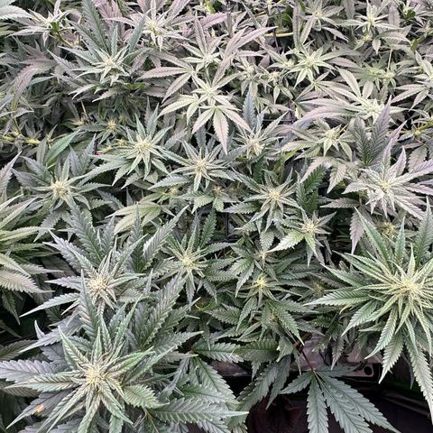 Fuel D.OG #1 Female 47.36g growlog timeline photo