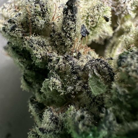 Misc x (LA Kush x Zkittles) #29 25.69g growlog timeline photo