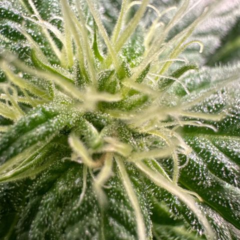 Fuel D.OG #1 Female 47.36g growlog timeline photo
