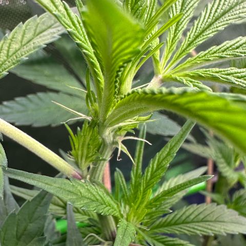 CxLAZ #03 C #1 58.58g growlog timeline photo