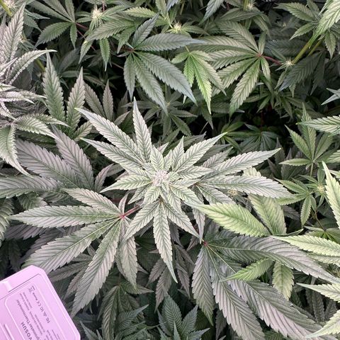 CxLAZ #20 C1 25g growlog timeline photo