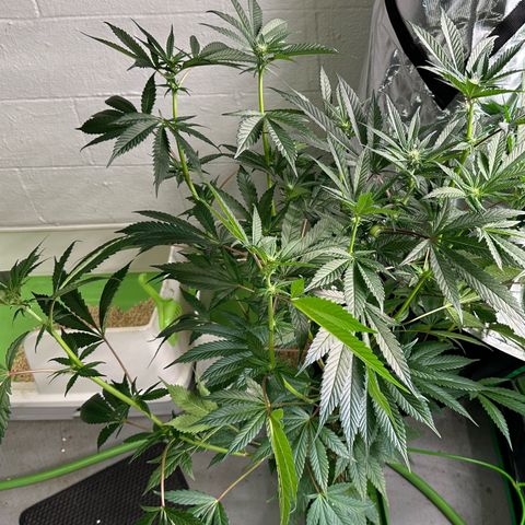 MiscxLAZ #29 C growlog timeline photo