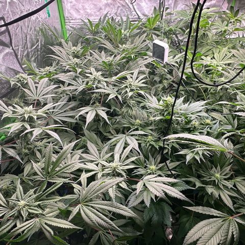Fuel D.OG #1 Female 47.36g growlog timeline photo