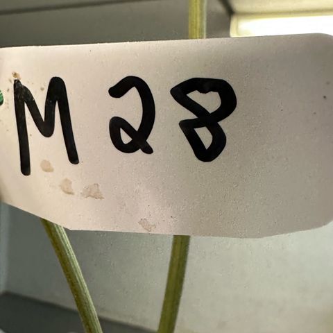 Misc x (LA Kush x Zkittles) #28 13.53g growlog photo: Moved to plastic bag