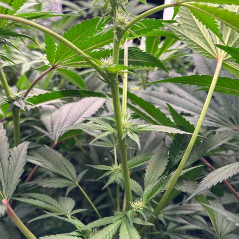 CxLAZ #31 C growlog timeline photo