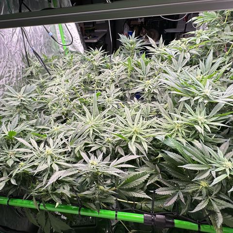Fuel D.OG #1 Female 47.36g growlog timeline photo
