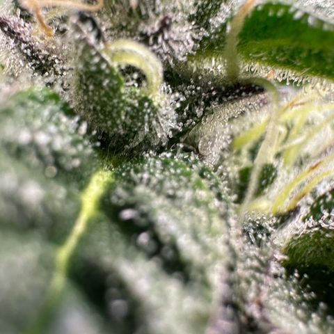 CxLAZ #03 C #1 58.58g growlog timeline photo
