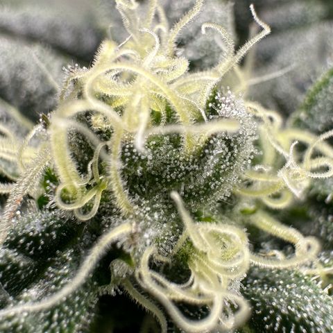 MiscxLAZ #08 C #1 growlog timeline photo