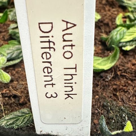 Auto Think Different  #3 growlog timeline photo