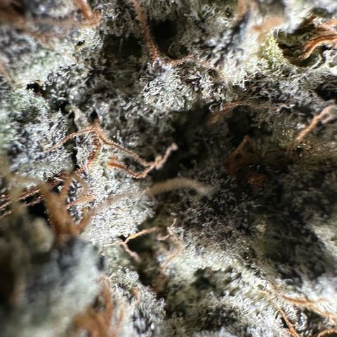 CxLAZ #24 37.13g growlog timeline photo