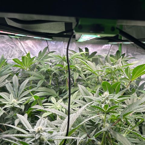 Fuel D.OG #1 Female 47.36g growlog timeline photo