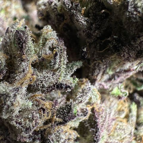 Misc x (LA Kush x Zkittles) #37 42.26g growlog timeline photo