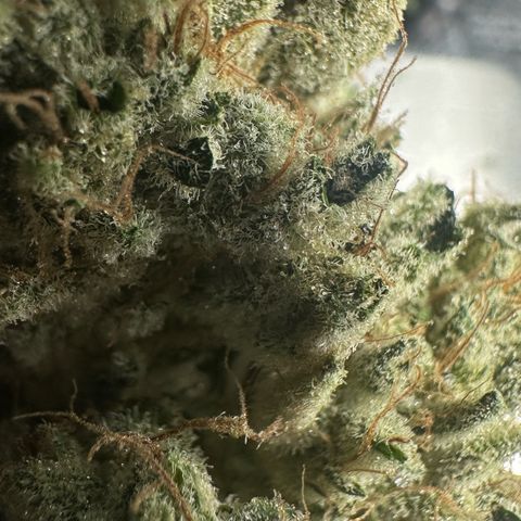 CxLAZ #15 52g growlog photo: Trim and put in grove bag, kind of dry.