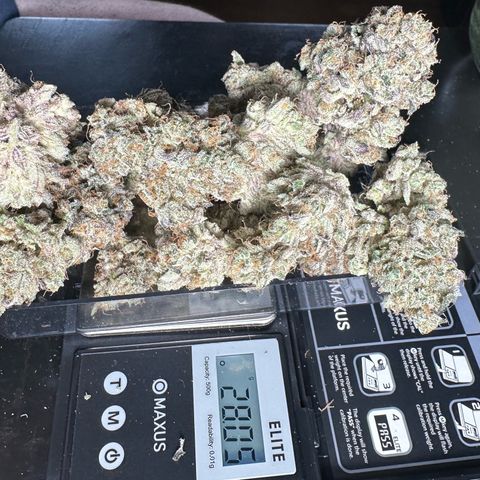 CxLAZ #31 58.75g growlog photo: Trimmed and moved to jar