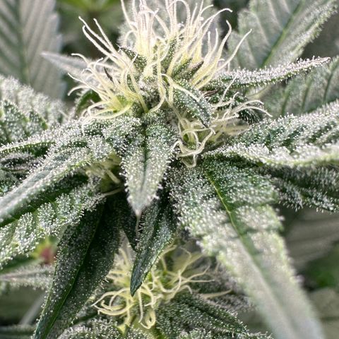 MiscxLAZ #29 C growlog timeline photo