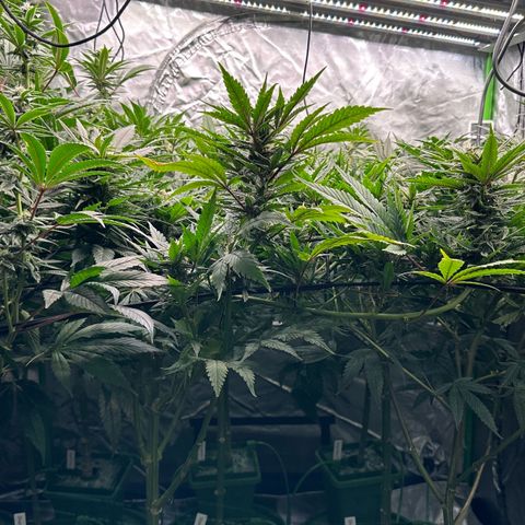 Fuel D.OG #1 Female 47.36g growlog timeline photo
