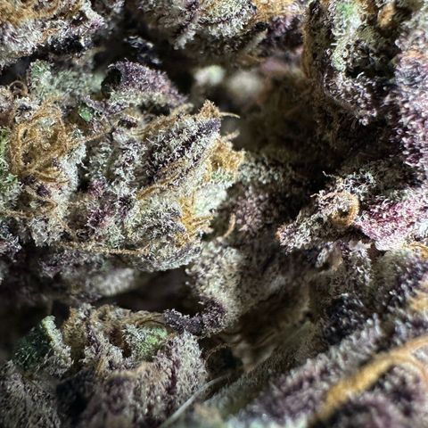 Misc x (LA Kush x Zkittles) #37 42.26g growlog photo: Nanners all over that I missed. Plant was on right side of tent where light was malfunctioning.