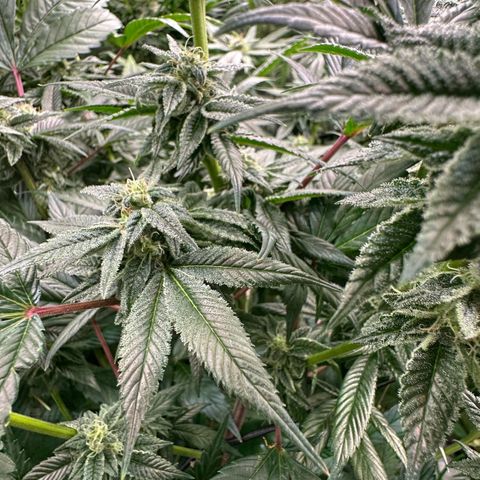 MiscxLAZ #26 C #1 47.15g growlog timeline photo