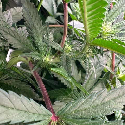 MiscxLAZ #29 C growlog timeline photo