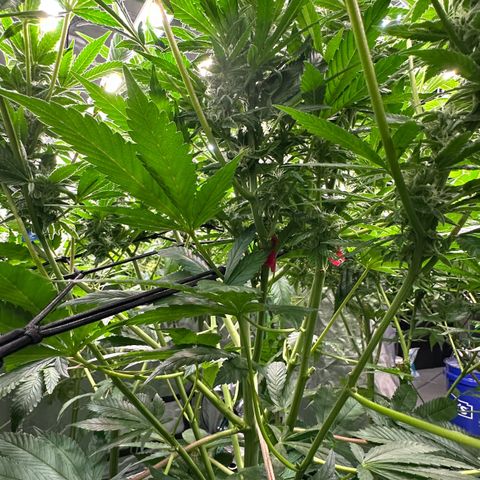 Fuel D.OG #2 Female 49.44g M growlog timeline photo