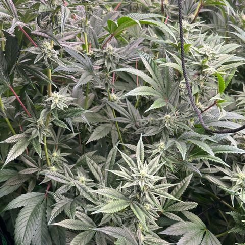 MiscxLAZ #26 C #1 47.15g growlog timeline photo