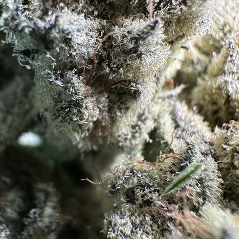 Misc x (LA Kush x Zkittles) #29 25.69g growlog timeline photo