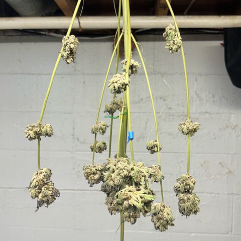 CxLAZ #16 50.72g growlog photo: Moved to plastic bag