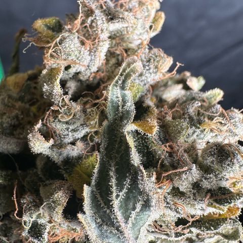 CxLAZ #15 52g growlog photo: Moved to plastic bag