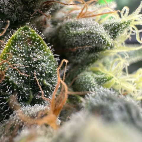 Misc x (LA Kush x Zkittles) #08 growlog timeline photo
