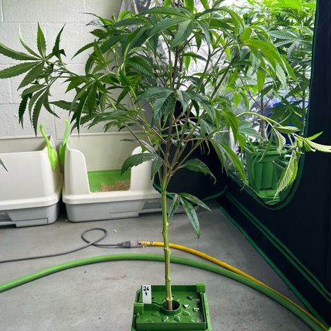 MiscxLAZ #26 C #1 47.15g growlog photo: Lollipopped and flipped to flower 